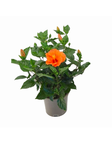 Un hibiscus