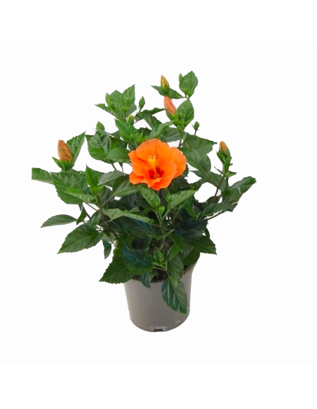 Un hibiscus