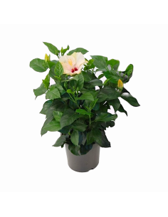 Un hibiscus