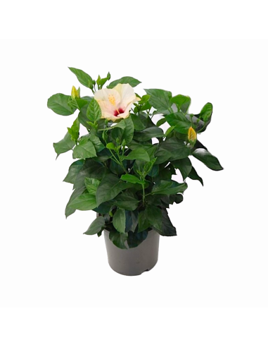 Un hibiscus