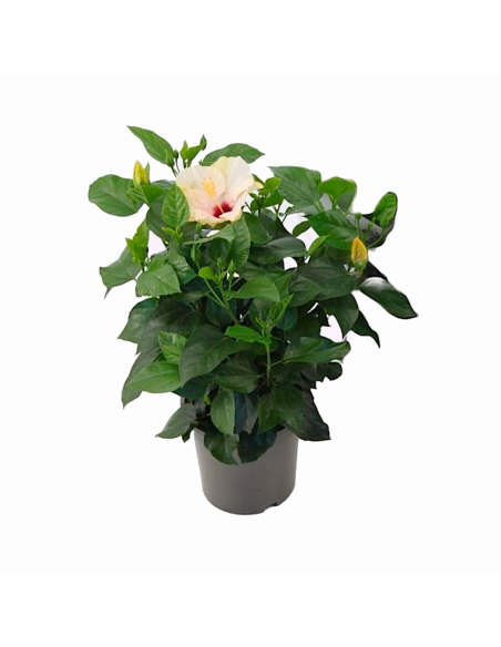 Un hibiscus