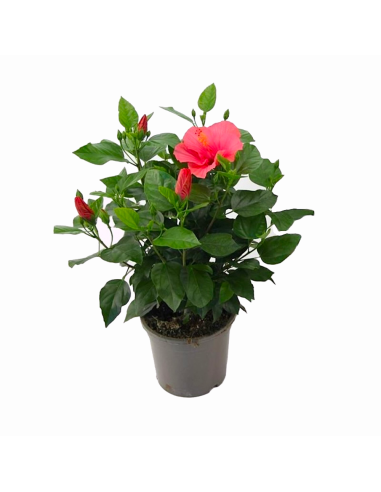 Un hibiscus