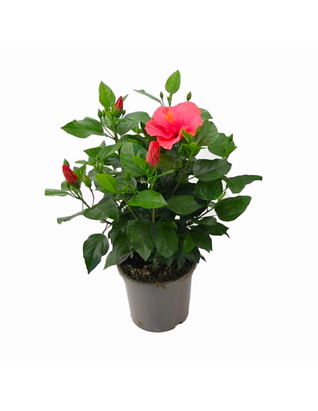 Un hibiscus