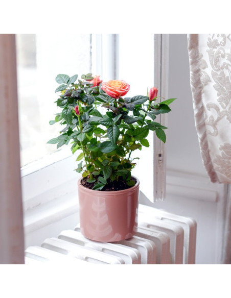 Un rosier de jardin