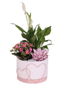 Une composition de plantes fête des mères