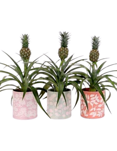 Un ananas décoratif