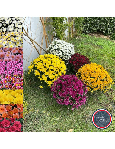 Chrysanthème multifleurs diamètre 45/50 cm