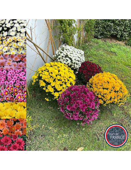Chrysanthème multifleurs diamètre 45/50 cm