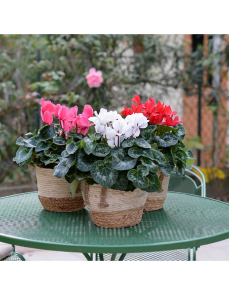 un cyclamen en panier