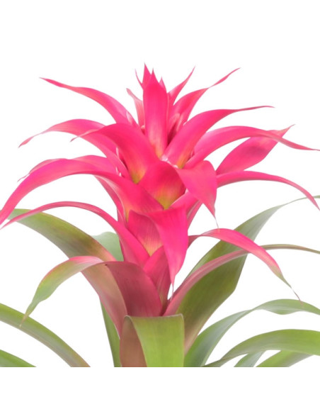 Un guzmania