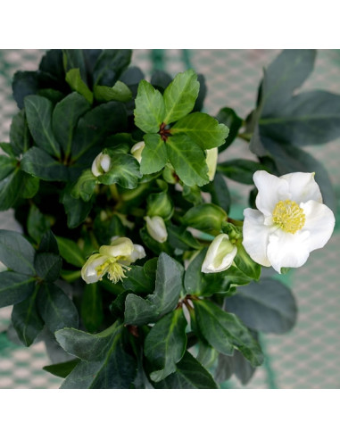 Une hellebore ou "Rose de noël"