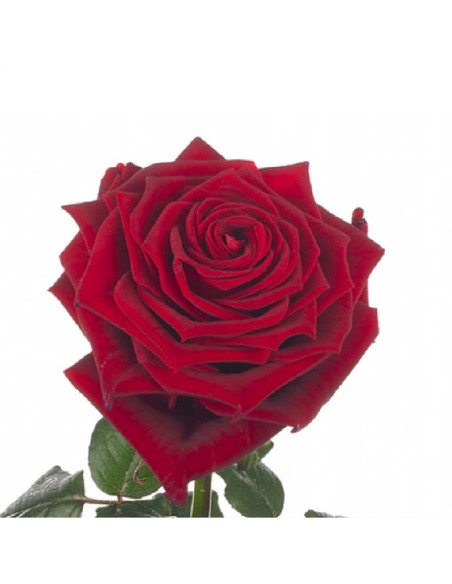 Un bouquet de roses rouges pièces