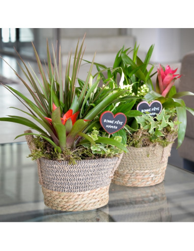 Un panier de plantes intérieur