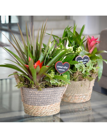 Un panier de plantes intérieur