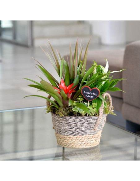 Un panier de plantes intérieur