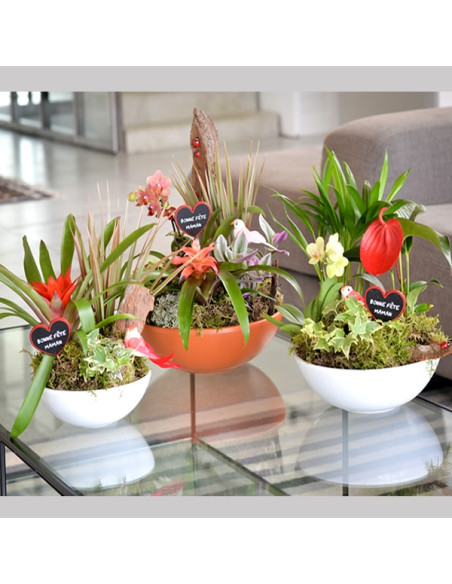 Une coupe de plantes d'intérieur