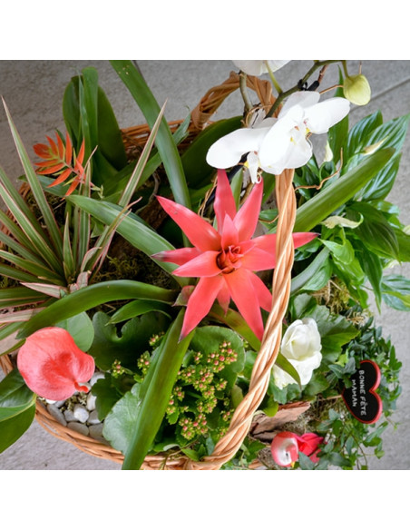 Une composition de plantes dans une corbeille en  osier