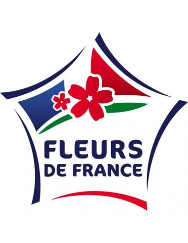 Magnifiques pivoines