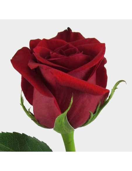 Un bouquet de roses rouges pièces