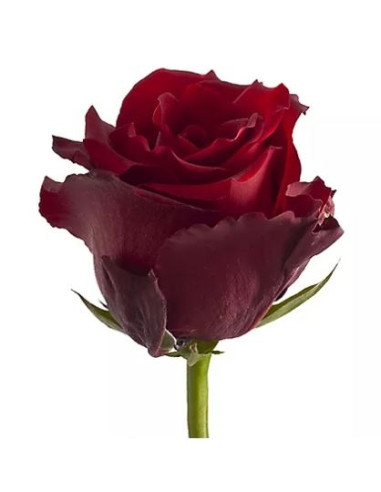Un bouquet de roses rouges pièces