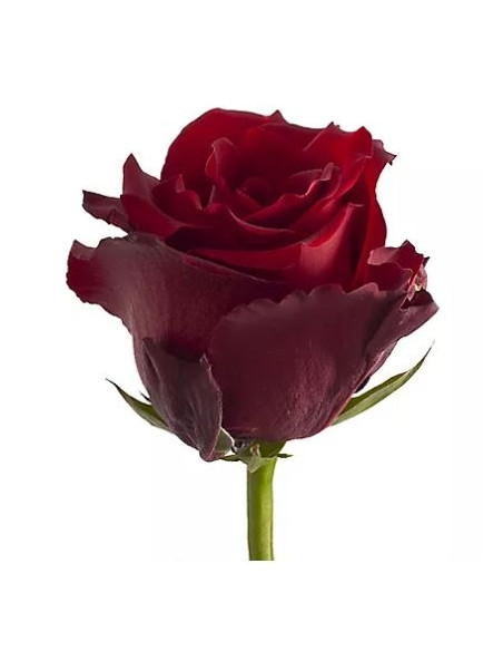 Un bouquet de roses rouges pièces