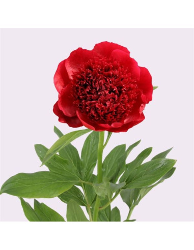 Magnifiques pivoines