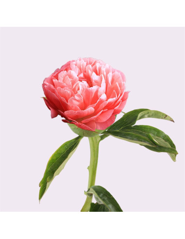Magnifiques pivoines