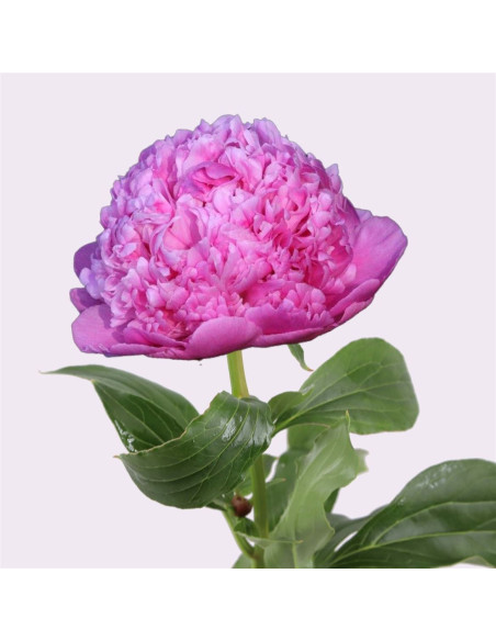 Magnifiques pivoines