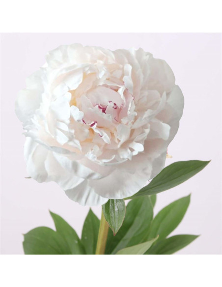 Magnifiques pivoines