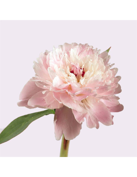 Magnifiques pivoines