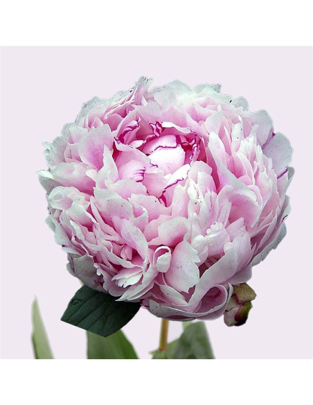 Magnifiques pivoines