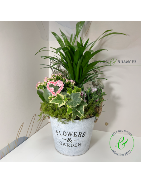 Une composition de plantes fleuries de saison