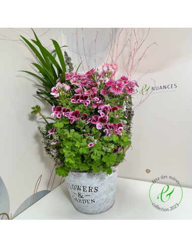 Une composition de plantes fleuries de saison