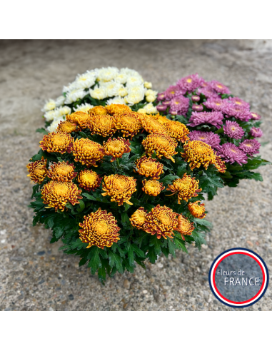 Profitez de nos chrysanthèmes à grosse tête.