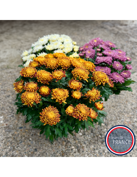 Profitez de nos chrysanthèmes à grosse tête.