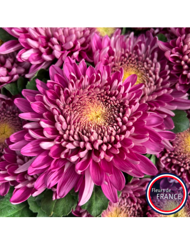 Profitez de nos chrysanthèmes à grosse tête.