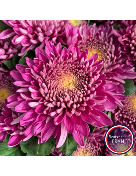 Profitez de nos chrysanthèmes à grosse tête.