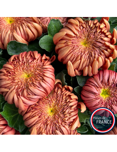 Profitez de nos chrysanthèmes à grosse tête.