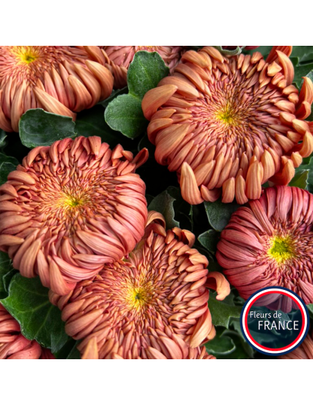 Profitez de nos chrysanthèmes à grosse tête.