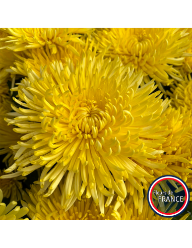 Profitez de nos chrysanthèmes à grosse tête.