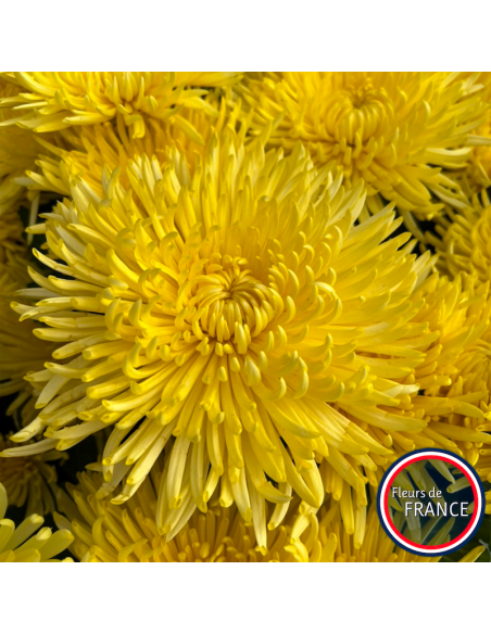 Profitez de nos chrysanthèmes à grosse tête.