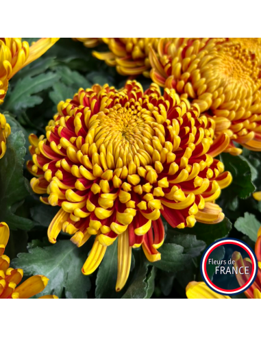 Profitez de nos chrysanthèmes à grosse tête.