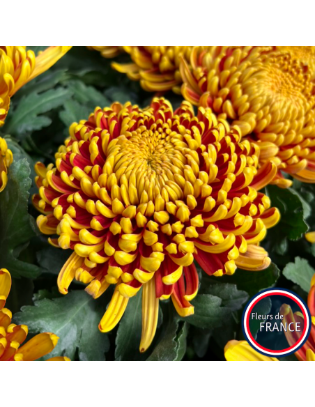 Profitez de nos chrysanthèmes à grosse tête.
