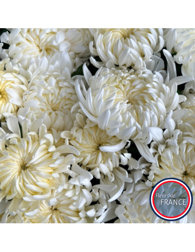 Profitez de nos chrysanthèmes à grosse tête.