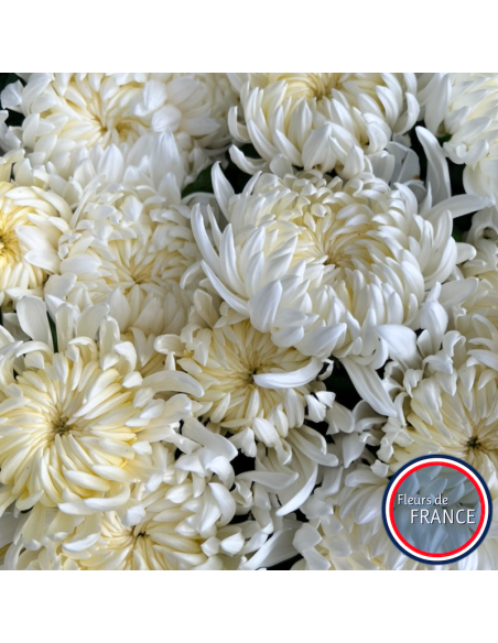 Profitez de nos chrysanthèmes à grosse tête.