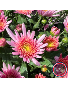 Chrysanthèmes multifleurs, pot de 25/30 cm. 2