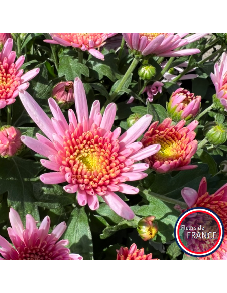 Chrysanthèmes multifleurs, pot de 25/30 cm.