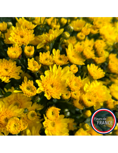 Chrysanthèmes multifleurs, pot de 25/30 cm.
