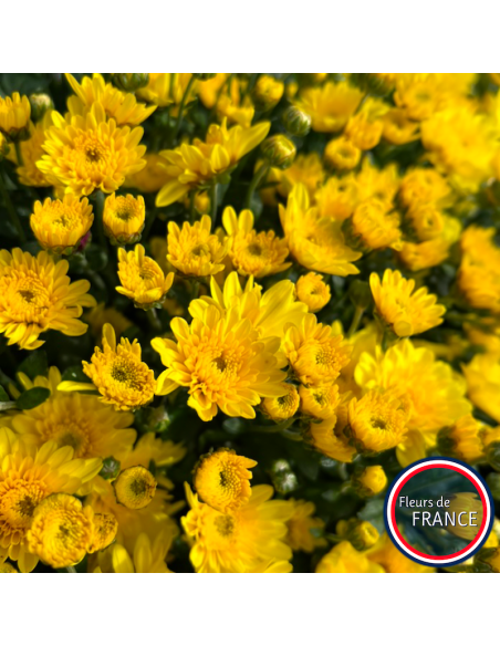 Chrysanthèmes multifleurs, pot de 25/30 cm.