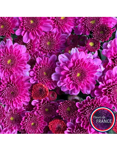 Chrysanthèmes multifleurs, pot de 25/30 cm.